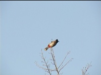 Red vented bulbul